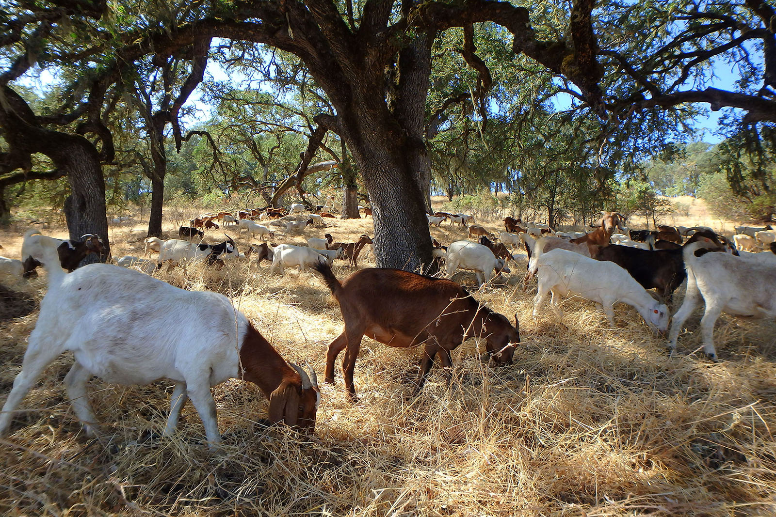 Land Trust Uses Goats to Help Restore Protected Land | Land Trust of ...