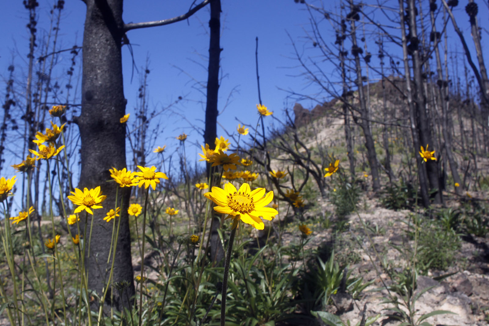 wildfire-prevention-and-recovery-land-trust-of-napa-county