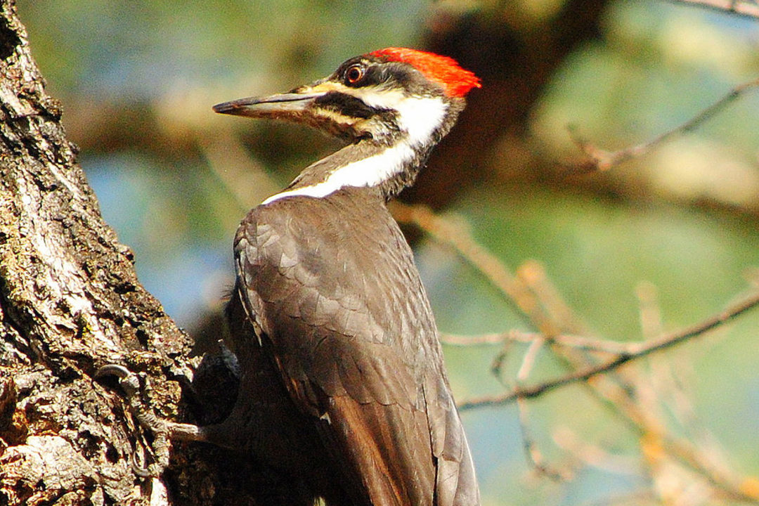 Hikes | Land Trust of Napa County