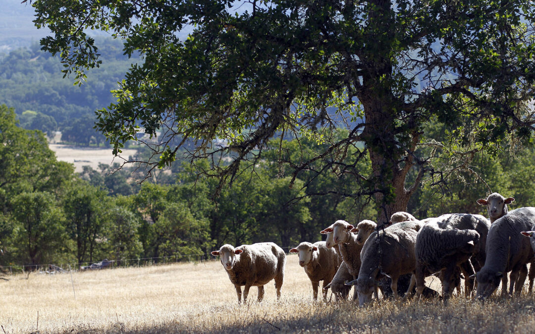 Sheep help in wildfire mitigation and habitat restoration on Wantrup