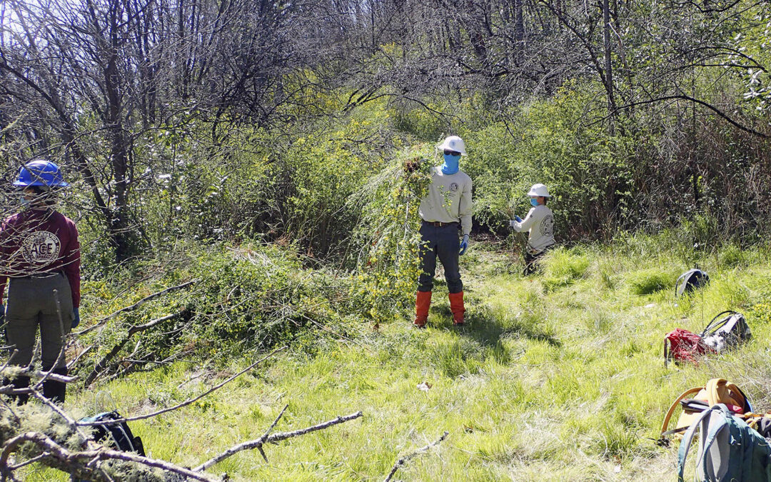 American Conservation Experience volunteers spent multiple days on a Land Trust preserve removing invasive French broom that sprouted after a wildfire. Photo by Megan Lilla – Land Trust of Napa County.