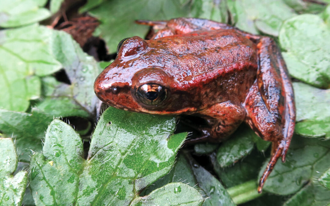 Adult Red-legged frog
