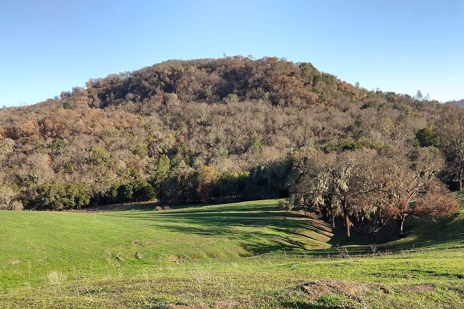 View of undisturbed forest and meadows on Walt Ranch.