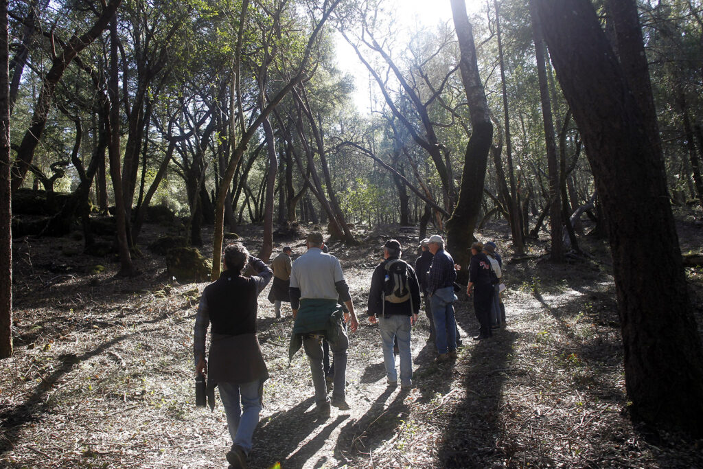 Community leaders get an up-close look at the newly thinned Linda Falls Preserve forest.