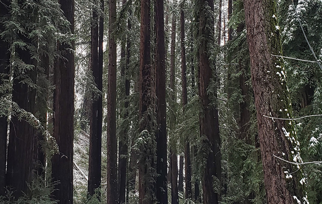 Snow on Archer Taylor Preserve - Feb. 24, 2023