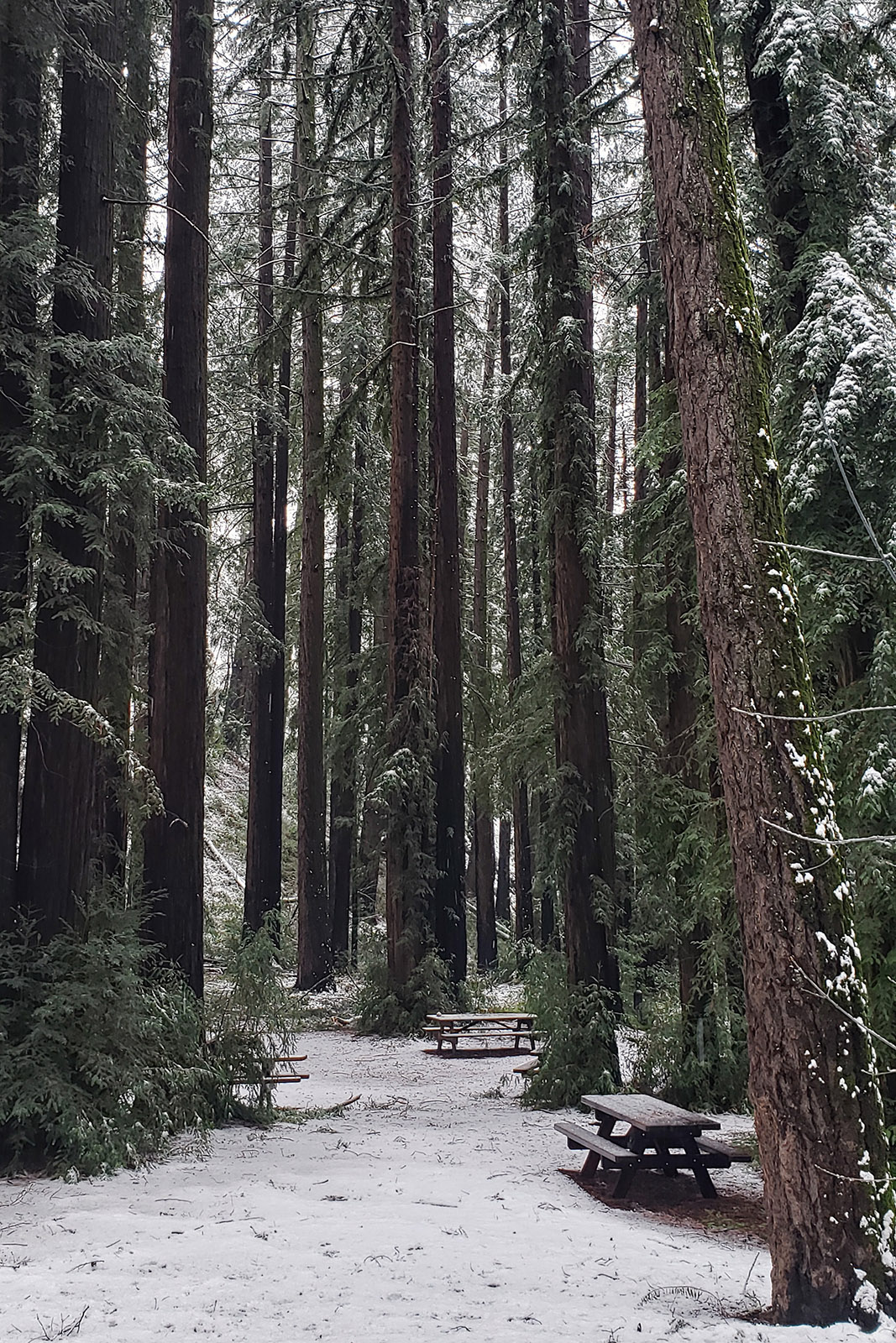 Snow on Archer Taylor Preserve - Feb. 24, 2023