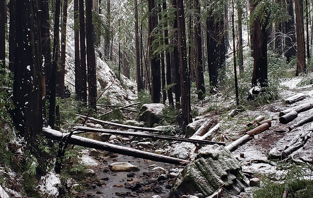 Snow on Archer Taylor Preserve - Feb. 24, 2023