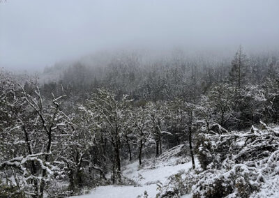 Pacific Union College forest snow - Feb. 24, 2023