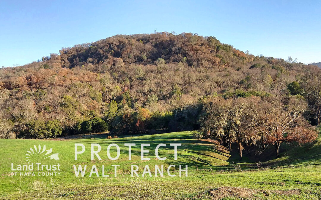 Help Us Protect Walt Ranch!