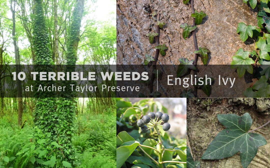 10 Terrible Weeds at Archer Taylor Preserve: #1 English Ivy