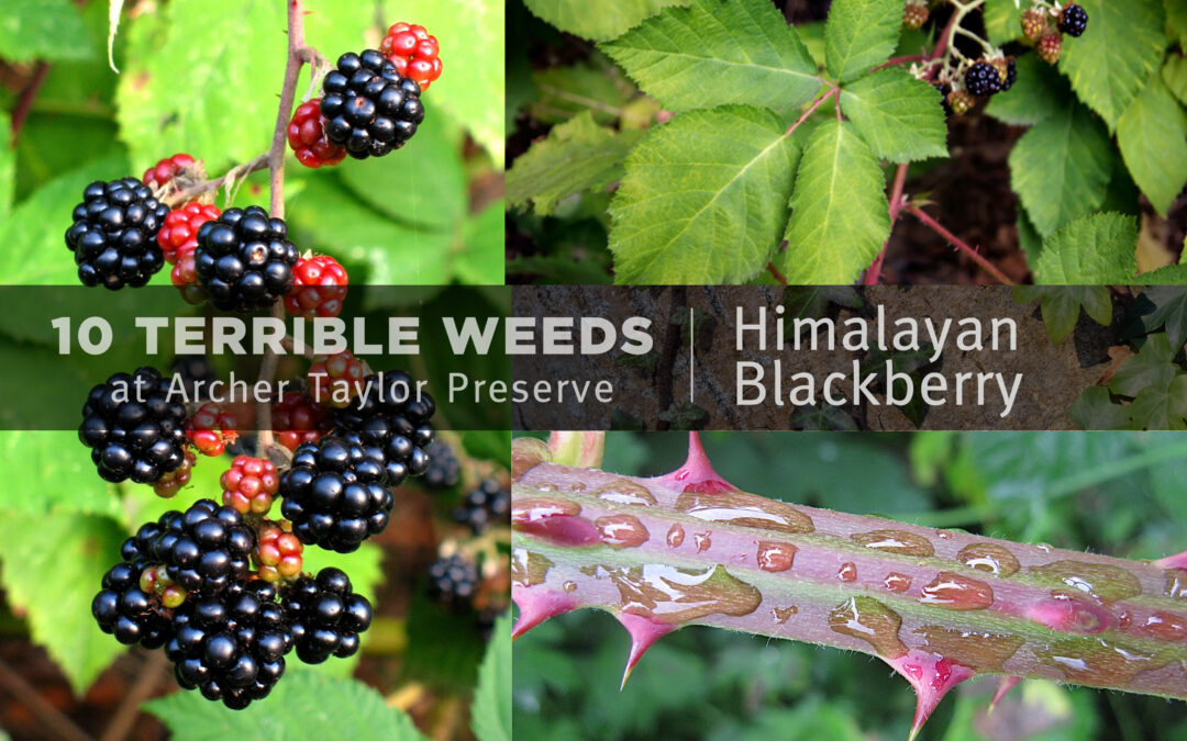 Fun Fact Friday — “10 Terrible Weeds: #3 Himalayan Blackberry”