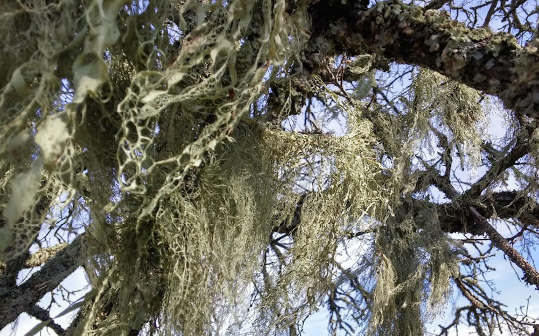 Lace lichen on blue oak at Wantrup Preserve