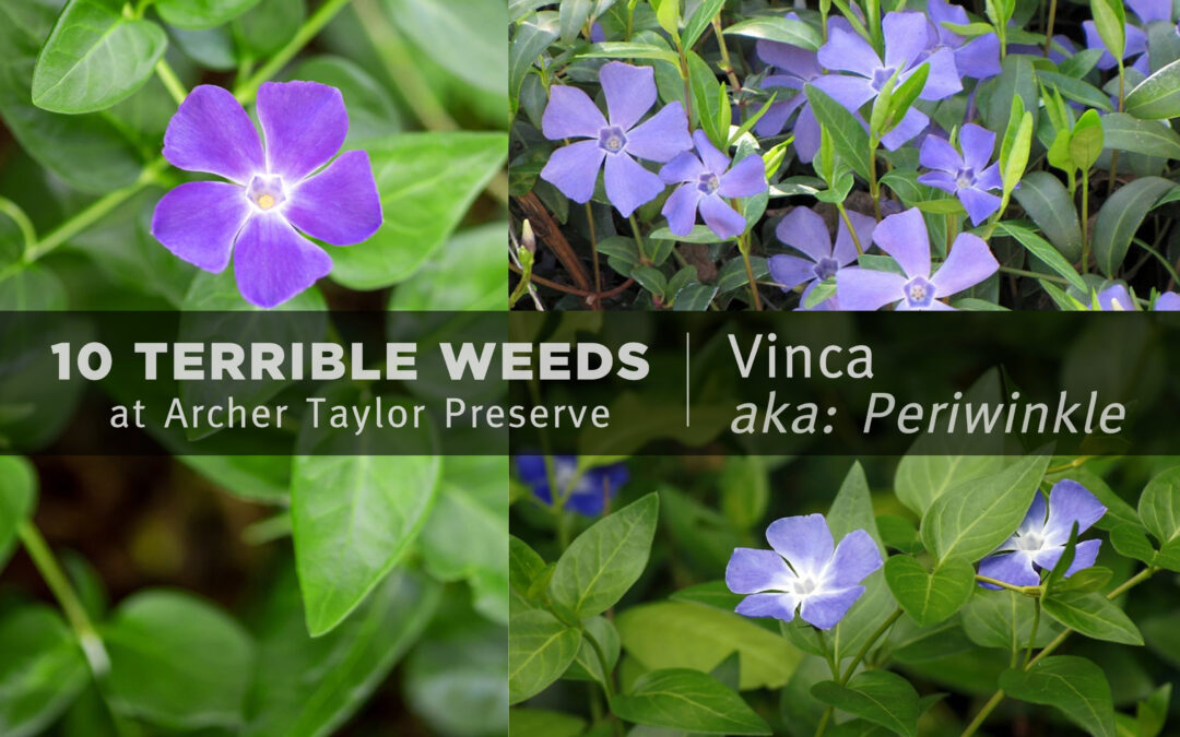 10 Terrible Weeds at Archer Taylor Preserve: #2 Vinca (aka: Periwinkle)”