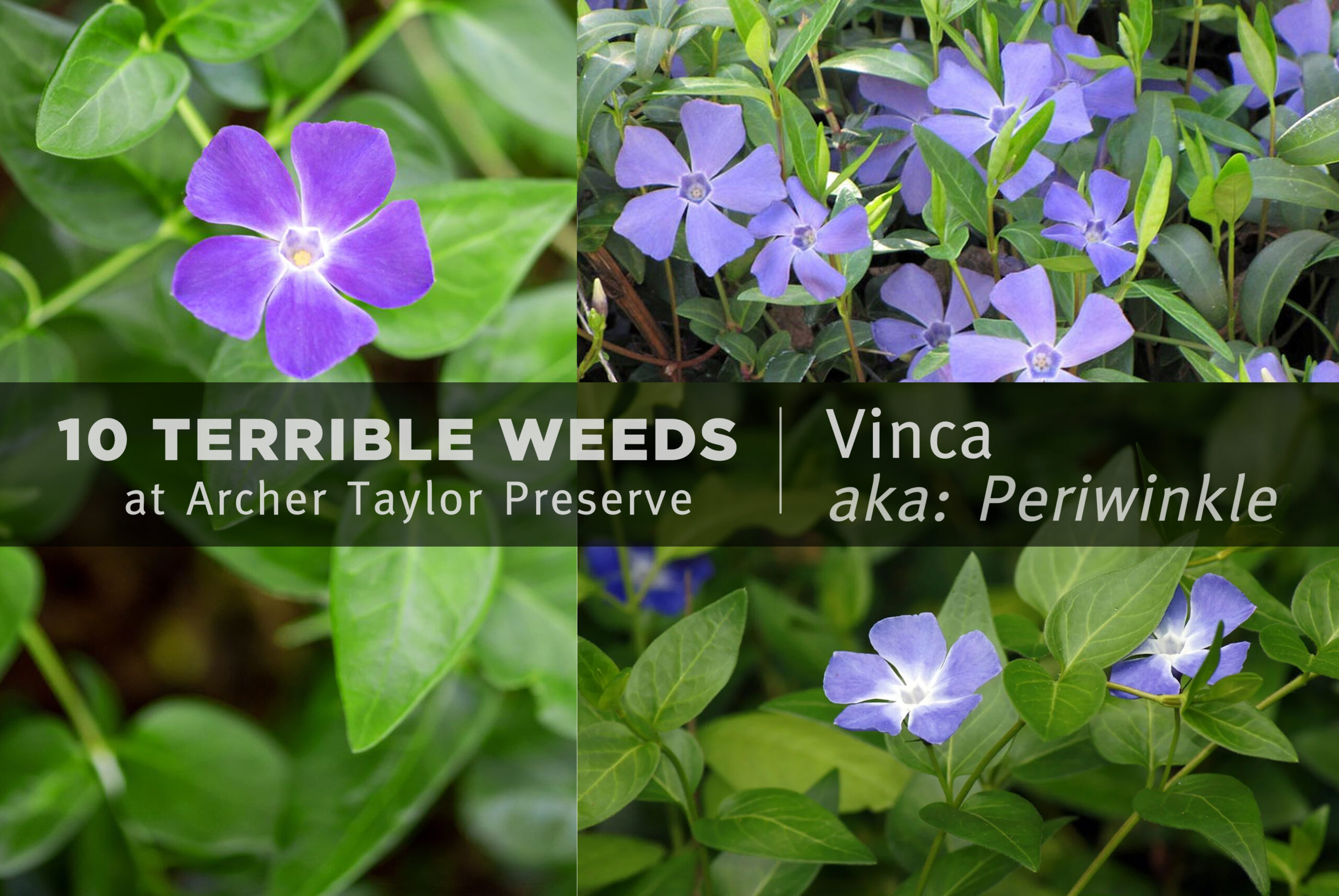 Fun Fact Friday – 10 Terrible Weeds: #2 Vinca (aka: Periwinkle)” | Land