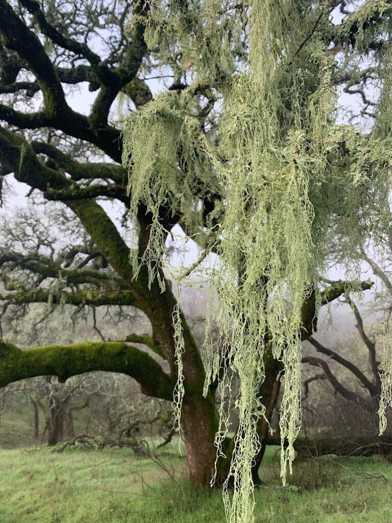 Lace Lichen on Blue Oak