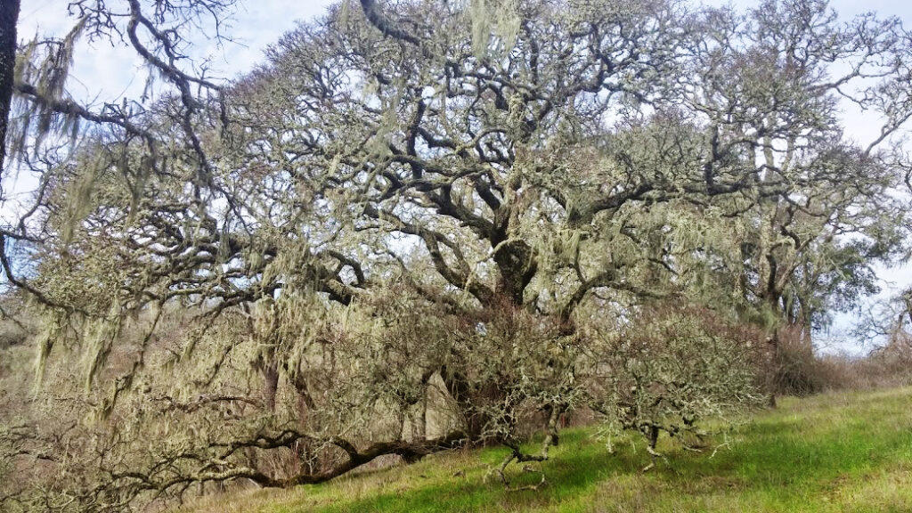 Lace Lichen on Blue Oak at Wantrup Preserve