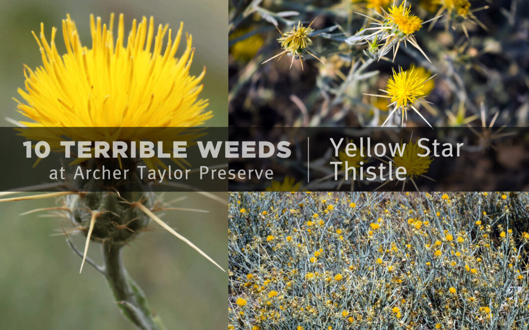 Fun Fact Friday –“10 Terrible Weeds: #4 Yellow Star Thistle”