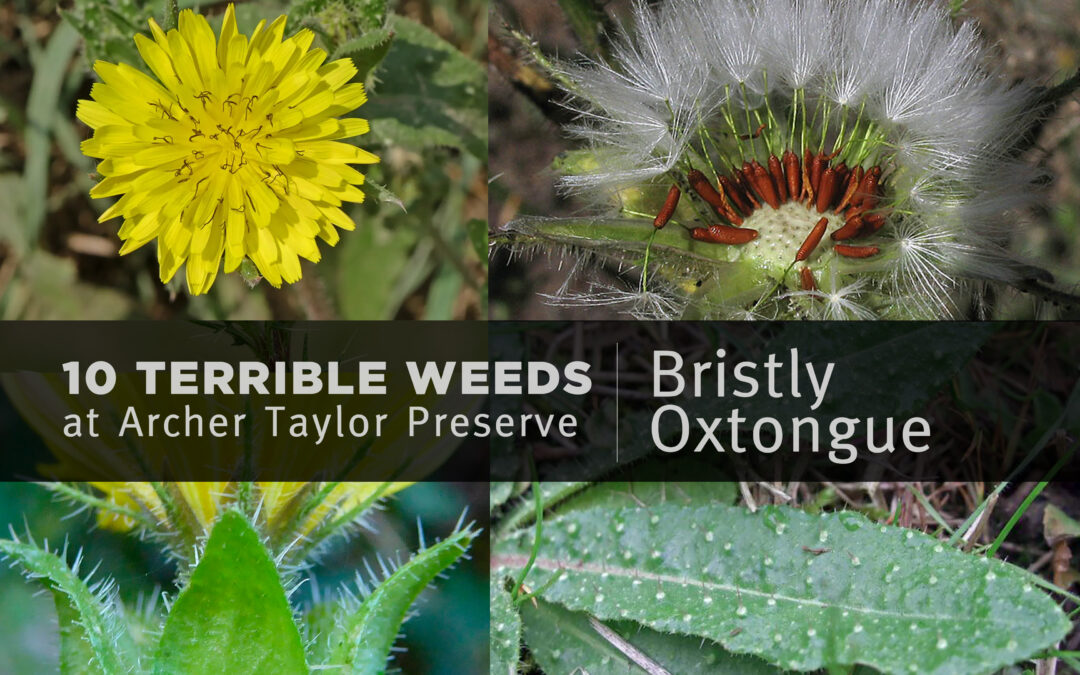Fun Fact Friday–“10 Terrible Weeds: #8 Bristly Oxtongue”