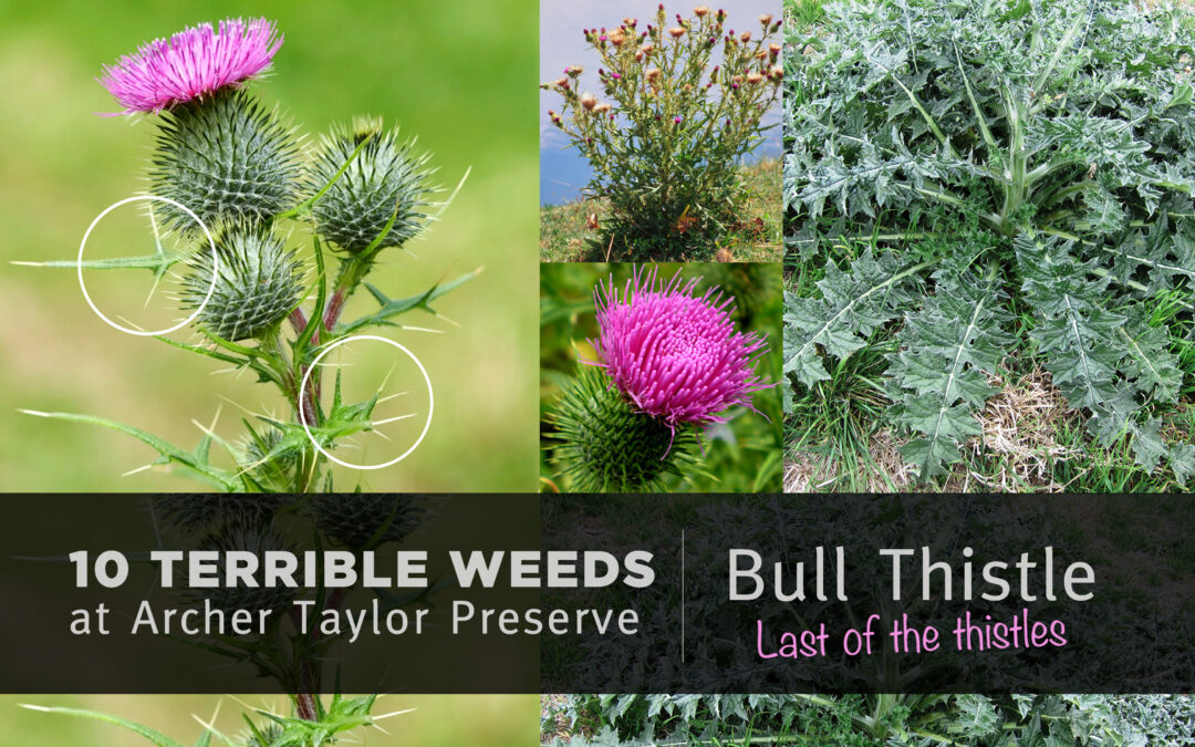 Fun Fact Friday–“10 Terrible Weeds: #7 Bull Thistle”