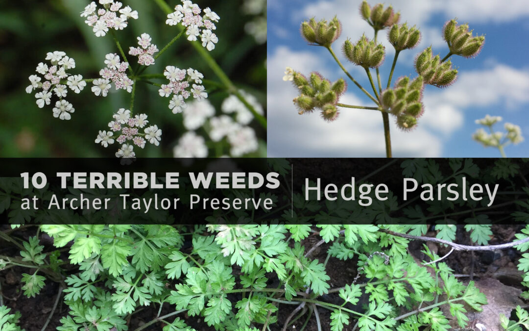 Fun Fact Friday–“10 Terrible Weeds: #9 Hedge Parsley”