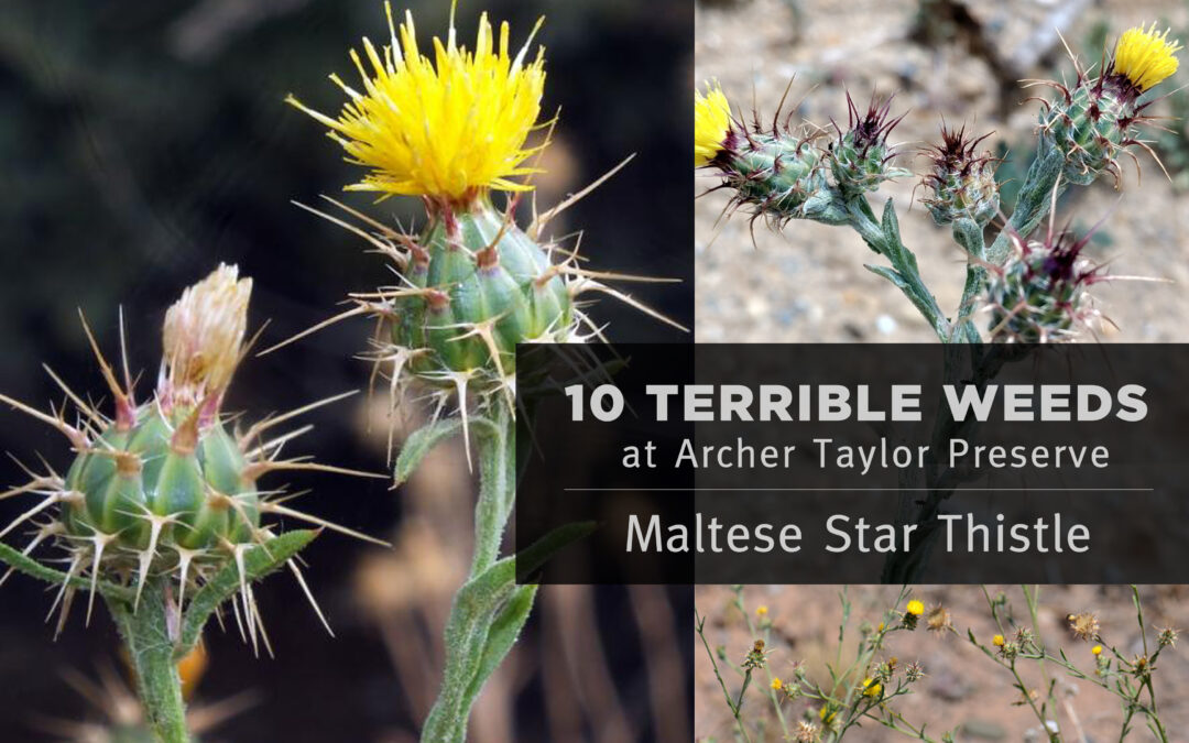 Fun Fact Friday –“10 Terrible Weeds: #5 Maltese Star Thistle”
