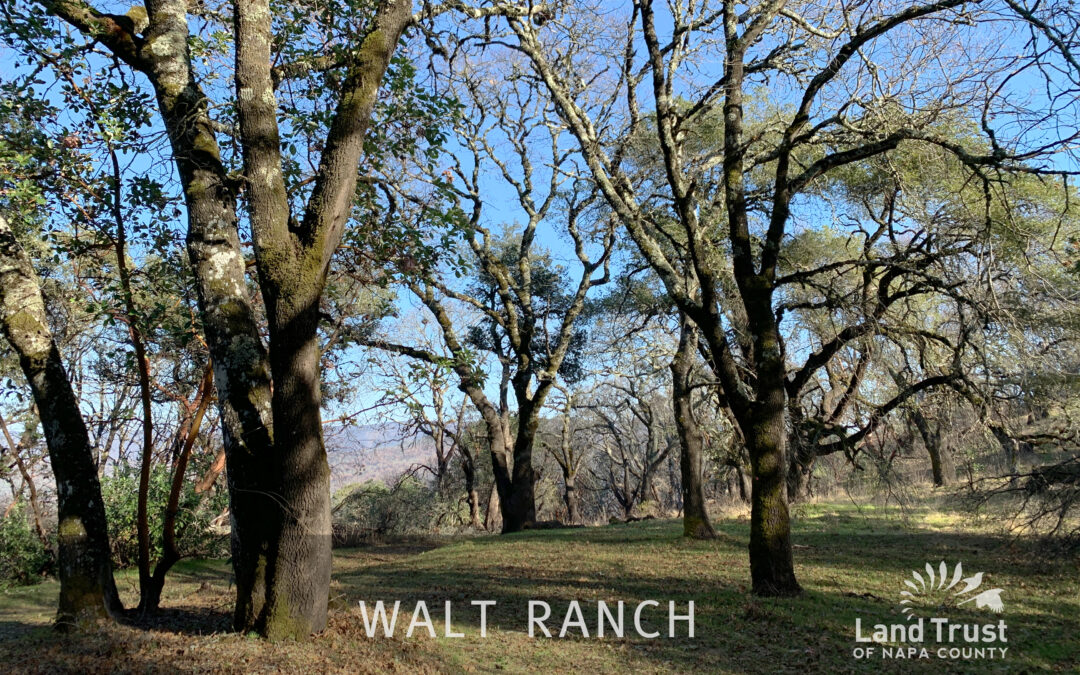 Walt Ranch is Now Permanently Protected!