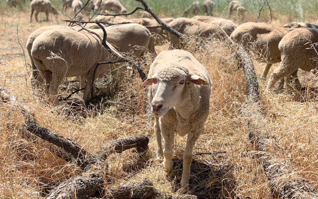Sheep grazing helps reduce wildfire risk and restore native habitat at Wantrup Preserve