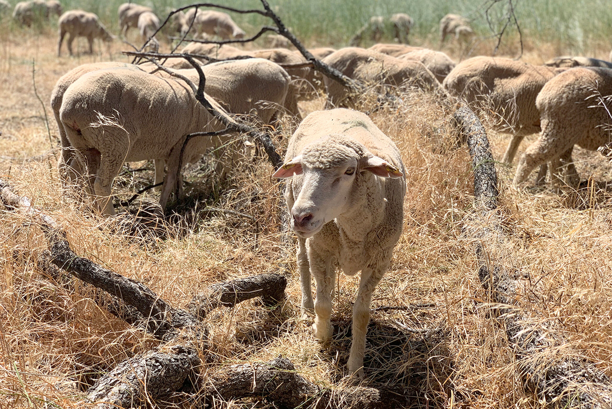 Sheep grazing helps reduce wildfire risk and restore native habitat at
