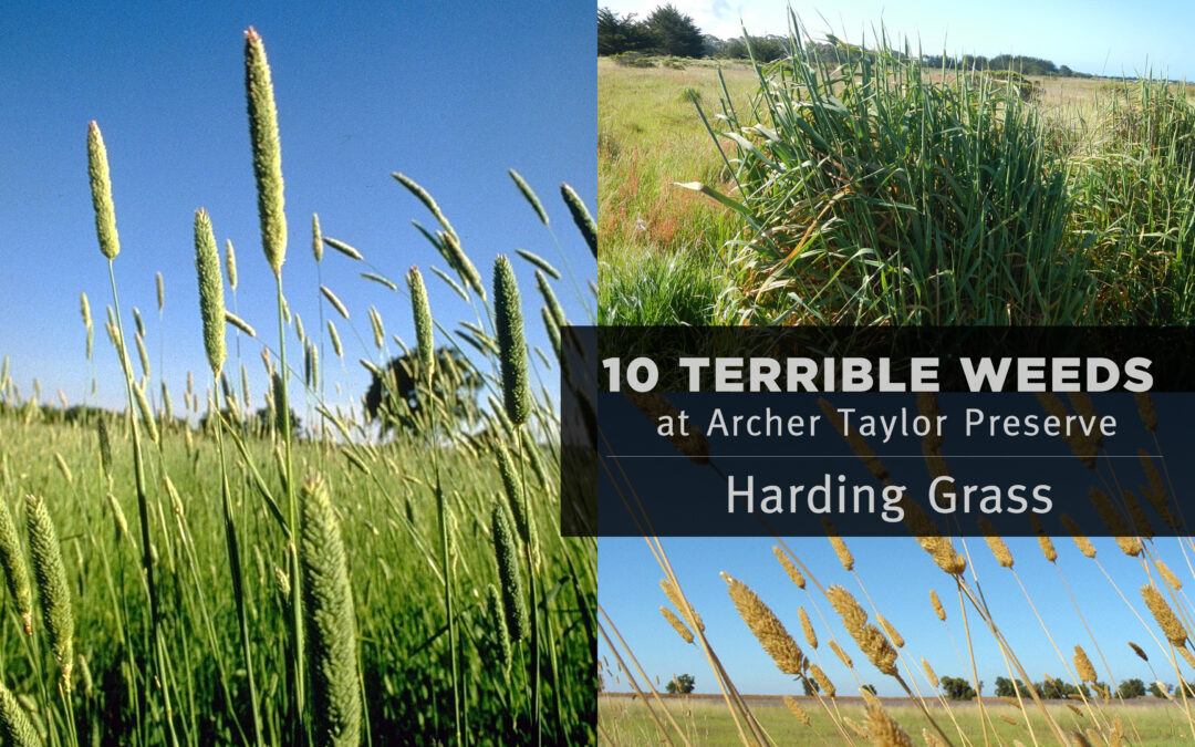 Fun Fact Friday–“10 Terrible Weeds: #10 Harding Grass”