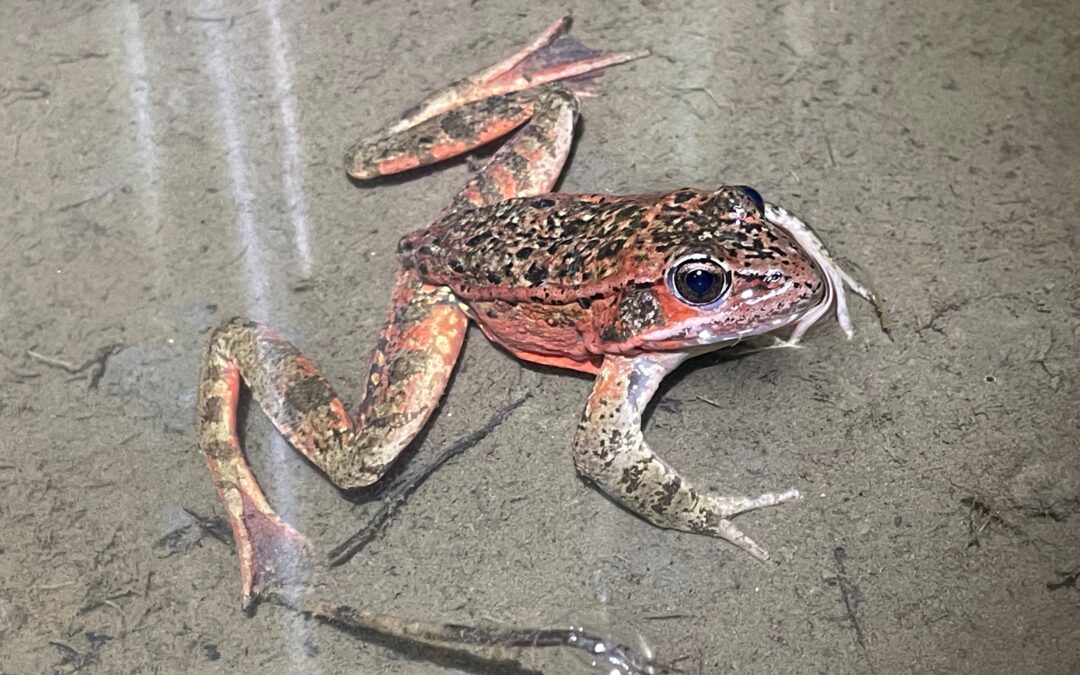 Land Trust Pursues Major Endangered Species Conservation Project for California red-legged frog