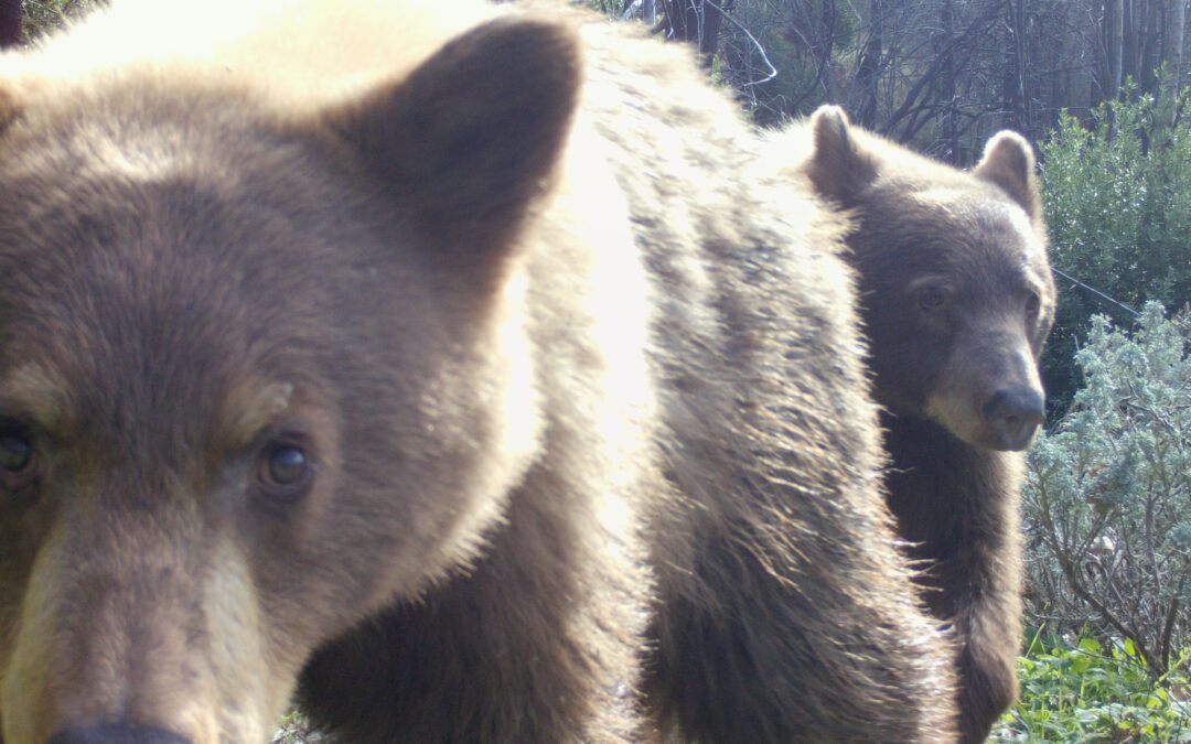 Act Now to Protect Napa’s Lands: Make Your Special Year-End Gift Today