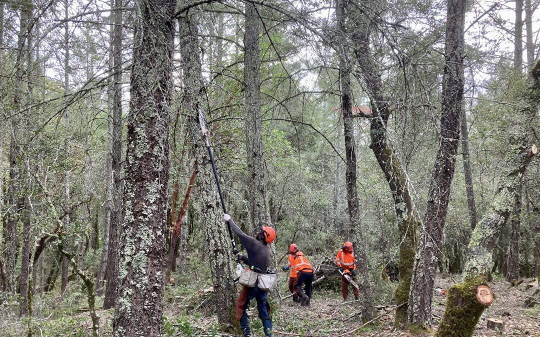 Napa Land Trust Continues Fuels Reduction and Forest Health Efforts: Linda Falls Project Update