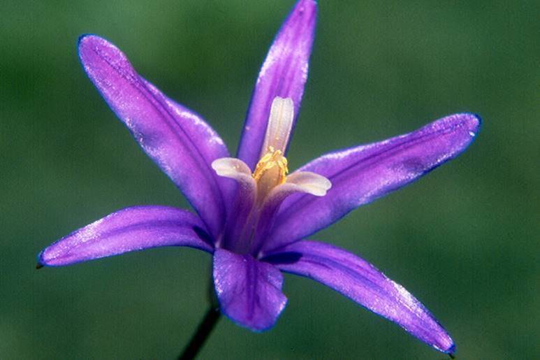 Narrow-flowered California Brodiaea exists in only two counties in California; the majority of this species’ population is in Napa County, including at Walt Ranch.