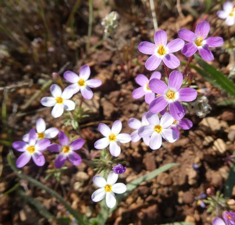 Jepson's leptosiphon, another rare species that will be protected on Walt Ranch.