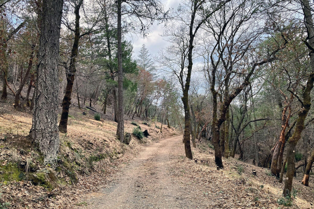 A completed section of Land Trust of Napa County’s Aetna Springs fuel break. Photo by Mike Palladini – Land Trust of Napa County.