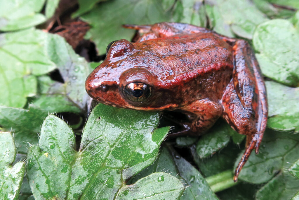 Adult Red-legged frog
