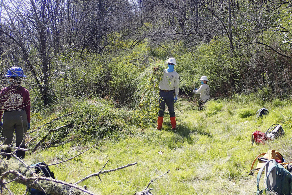 American Conservation Experience volunteers spent multiple days on a Land Trust preserve removing invasive French broom that sprouted after a wildfire. Photo by Megan Lilla – Land Trust of Napa County.