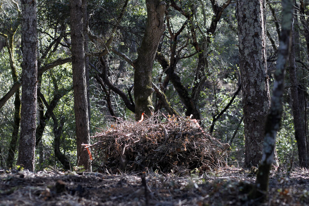 Woody debris pile at Linda Falls Preserve.