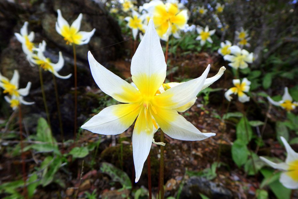 St. Helena Fawn Lily