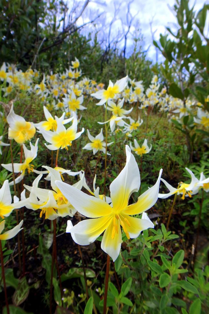 St. Helena Fawn Lily