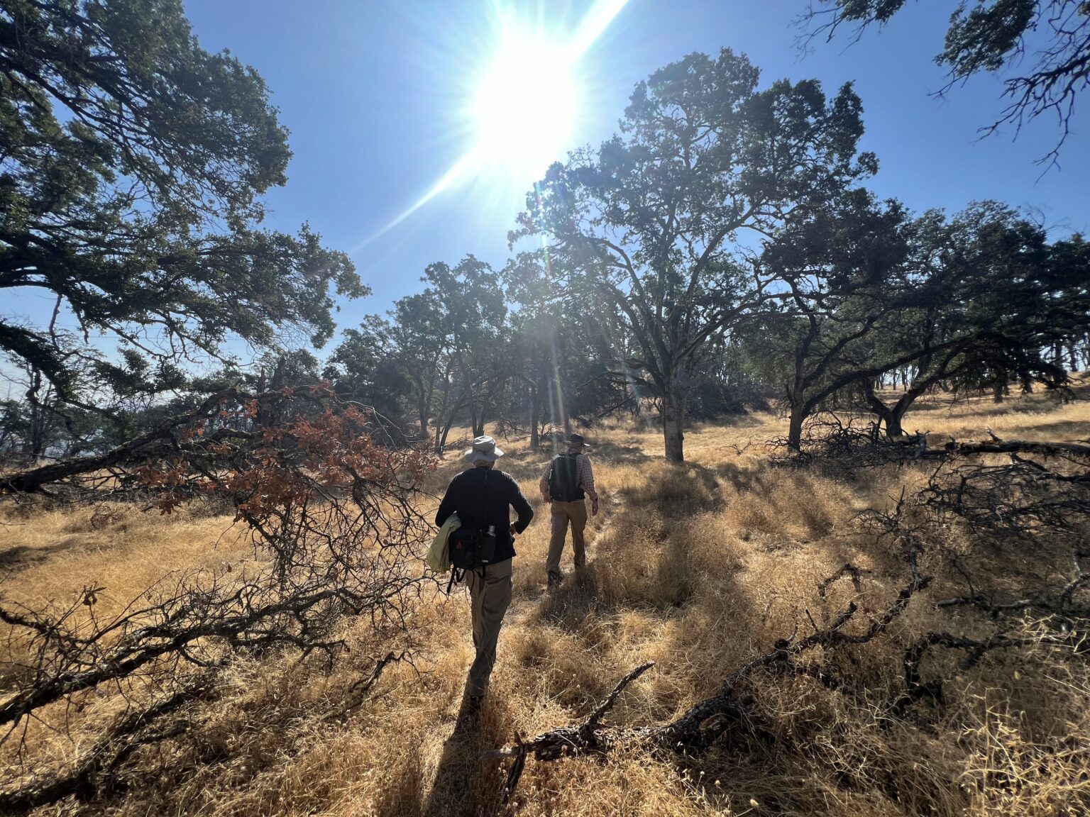 Phoenix Wragg Wragg Ridge Preserve Birding (Members Only) — Land Trust of Napa County