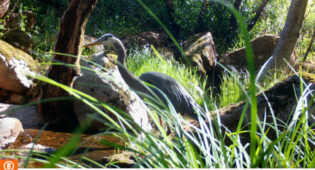 Great blue heron (Ardea herodias)